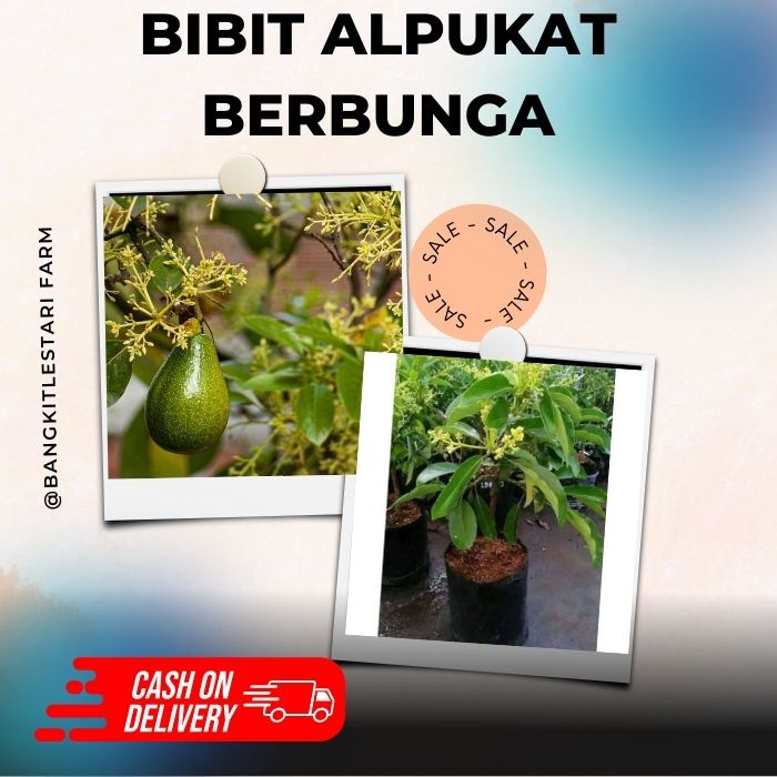 Bibit Alpukak Berbunga, Bibit Alpukat Cepat Berbuah