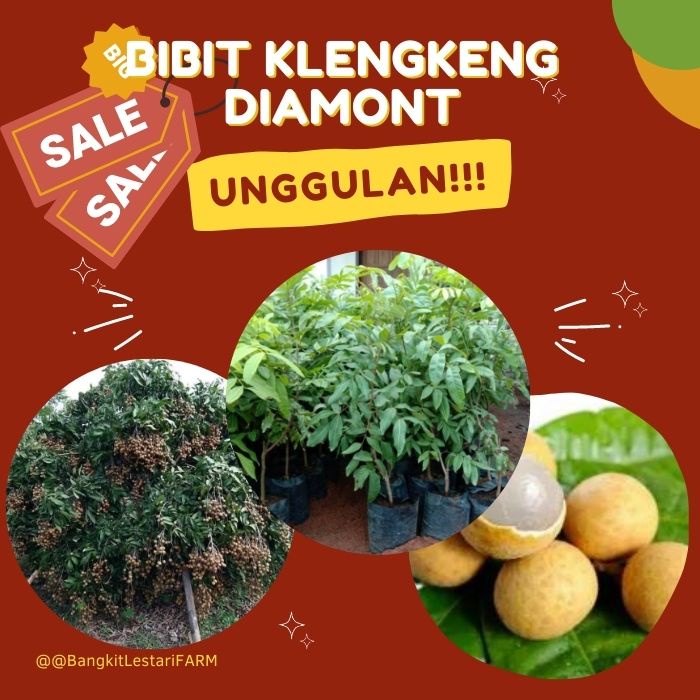 Bibit Kelengkeng Diamond, Bibit Kelengkeng Diamond Super Genjah