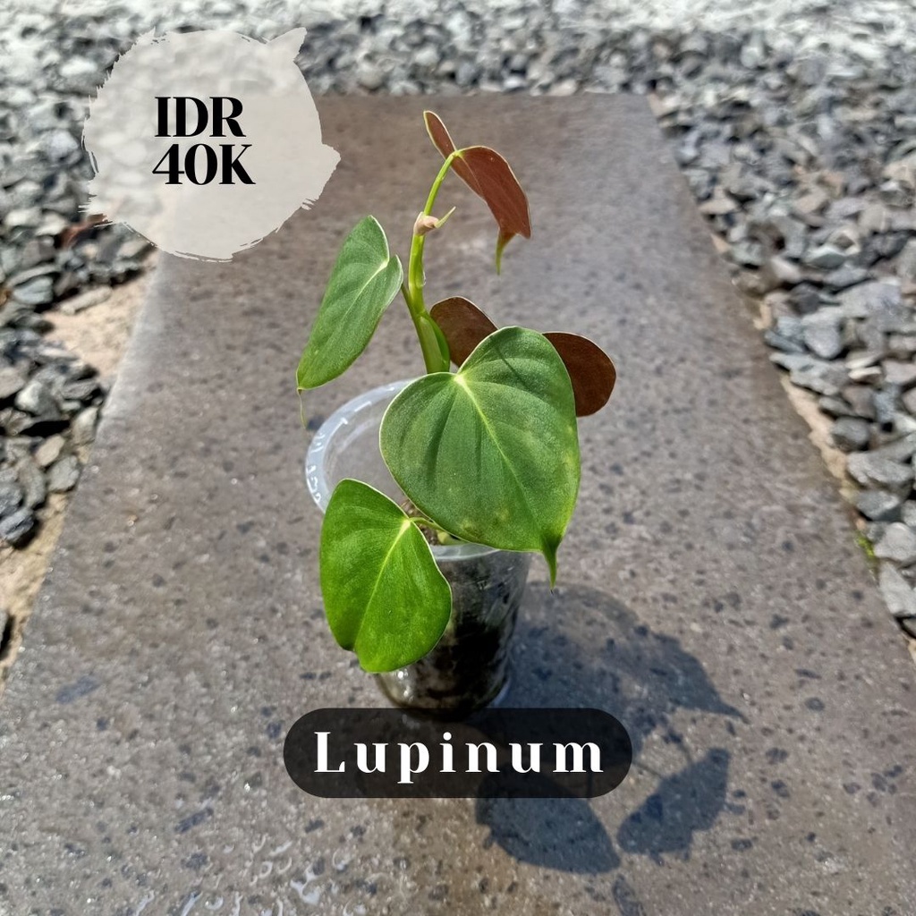 Lupinum