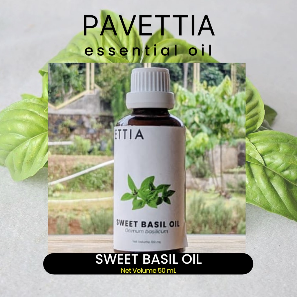 50 ml - Sweet basil essential oil / minyak atsiri selasih (Ocimum basilicum)