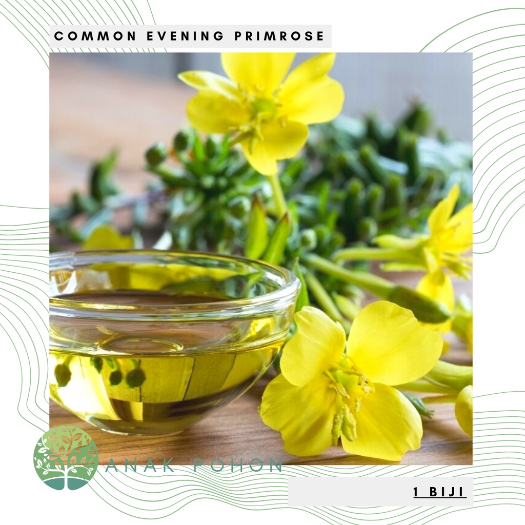 Benih Bibit Biji - Bunga Common Evening Primrose Herb Edible Flower Seeds - IMPORT - Meringankan Eksim, Menyembuhkan Jerawat, Kecantikan Kulit Alami