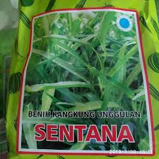 Kangkung Sentana