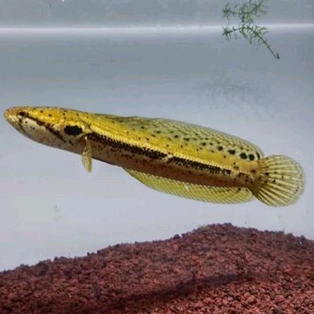 Bankanensis Progress Stripe Tebal 15-20 Cm Hiasan Aquarium Channa Dewasa gratis pellet