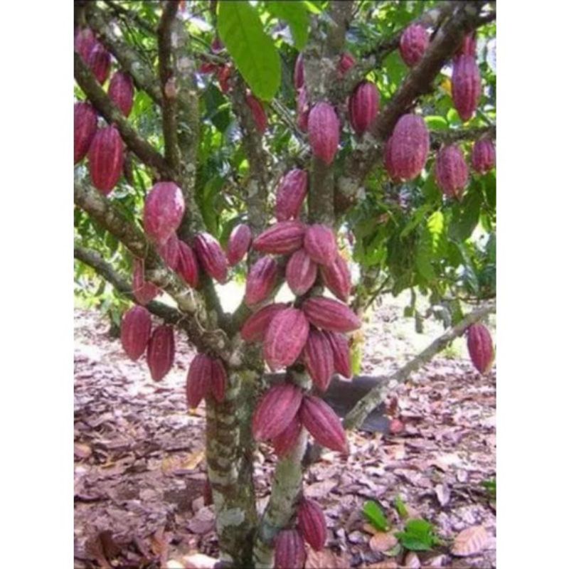 

buah coklat langsung dari pohon(kakao)