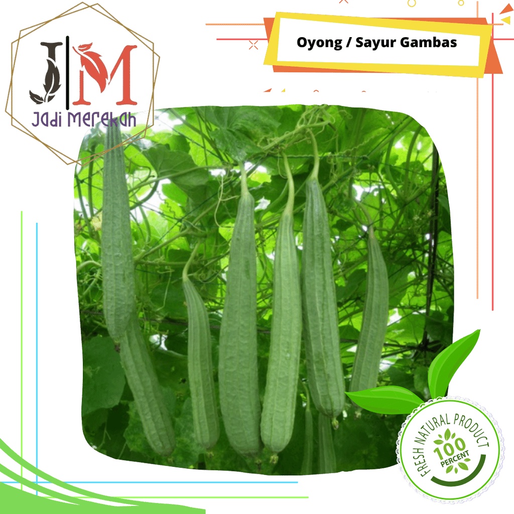 

[JM SoFresh] - Oyong / Sayur Gambas