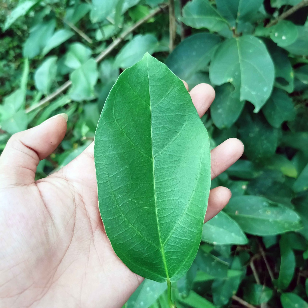 

Daun Cincau Hijau Segar Daun Cincau Untuk Kanker