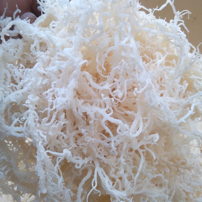 

Rumput Laut Kering Kiloan Untuk Es Campur Agar Jelly