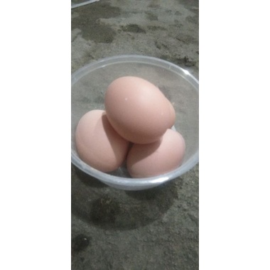 

telur ayam brahmma