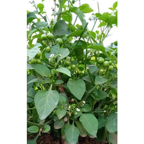 tanaman leunca/bibit tanaman leunca