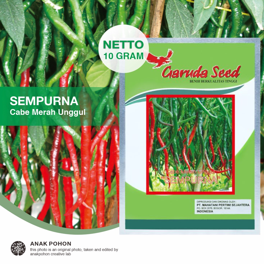 (1 PACK) Benih Cabe Keriting Merah Unggul SEMPURNA Cabai Seeds - Garuda Seed - 10 GRAM