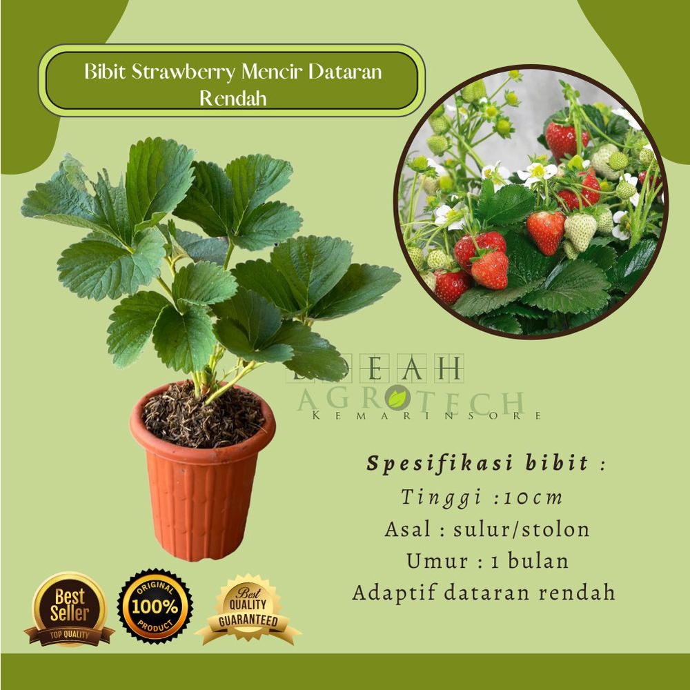 Bibit Tanaman Buah Strawberry Mencir Strawberry Gagang Panjang dan Buah Banyak Untuk Dataran Rendah