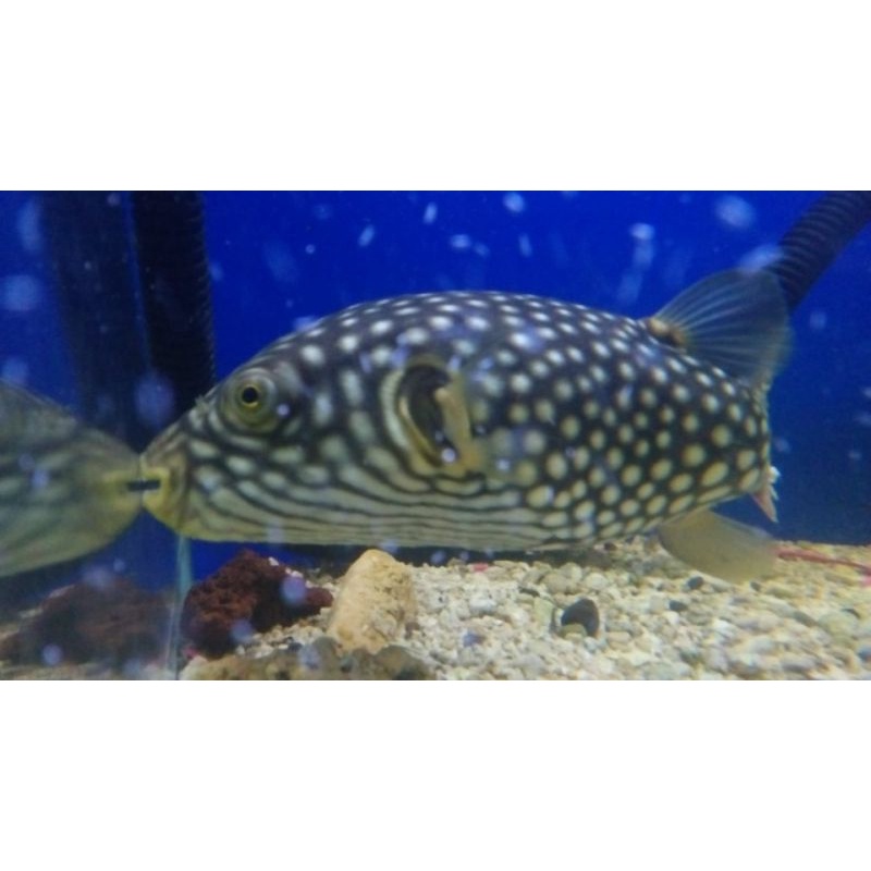 Buntal Kelapa/Retic puffer