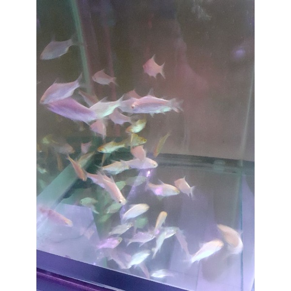ikan kaviat hiasan aquarium/ ikan hias kaviat