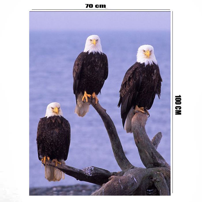 Poster jumbo uk 70 x 100 bahan albatros motiv elang laut