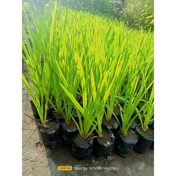 tanaman herbal dlingo/dringo/jerangau tanaman herbal keluarga