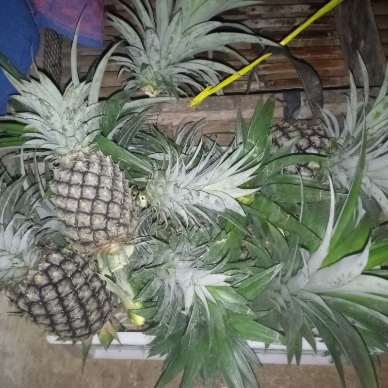 

buah nanas muda di petik saat di order readystok siap kirim silahkan di order