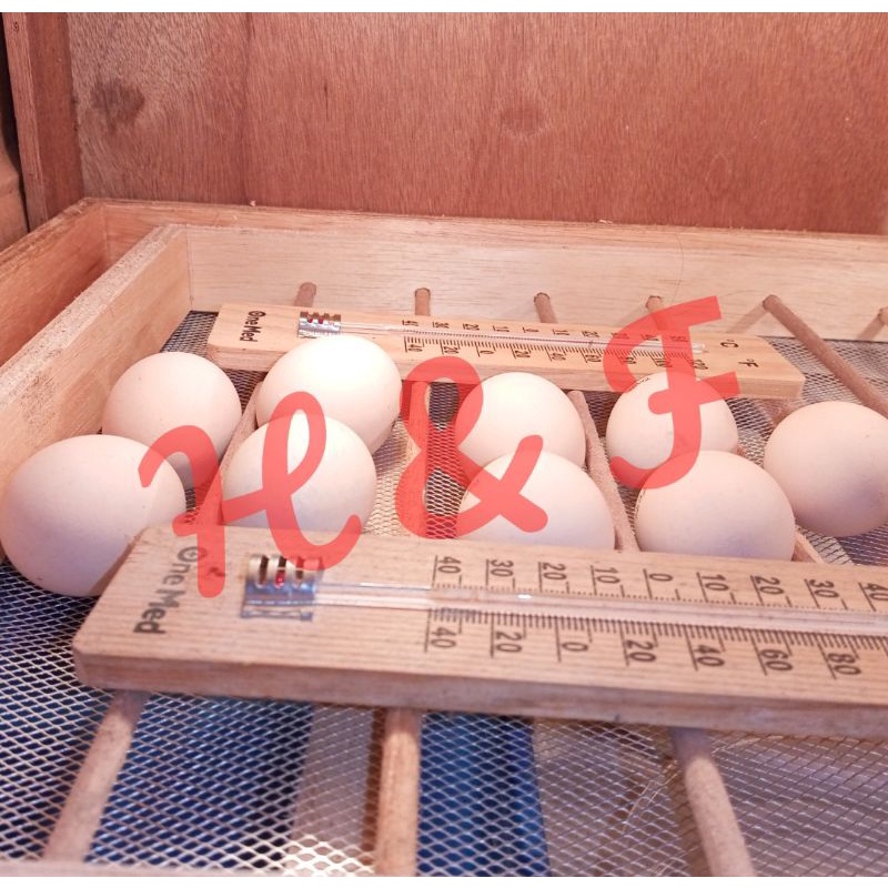 

TELUR BARRED ROCK FERTIL PURE LINE