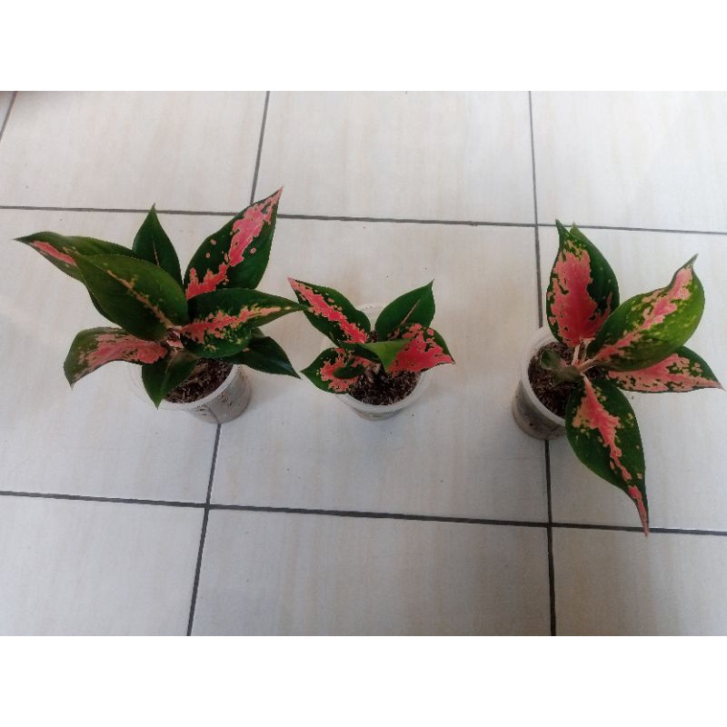 Aglonema Red Kocin Aglonema Kochin merah