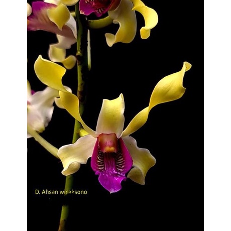 Anggrek Jenis Deondreum