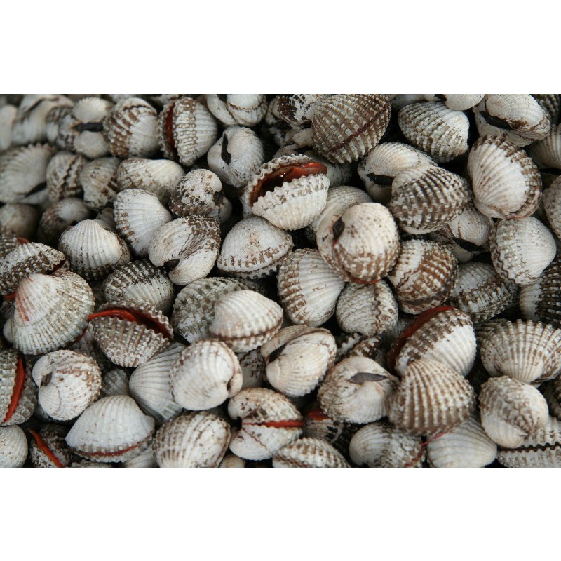 

Kerang kulit