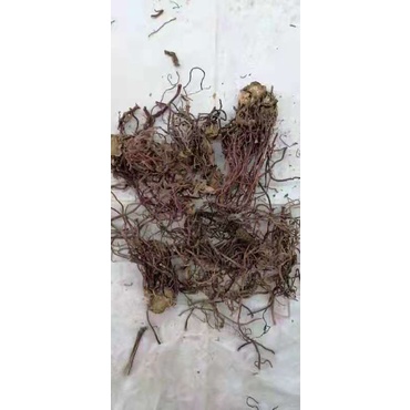

(100 GRAM) Zi Wan / Bei Zhi Yuan / Purple Aster Root / Pat Ci Wan