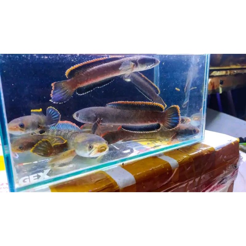 hiasan chana Limbata  rim  tebal rim merah orange tebal