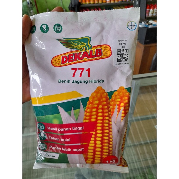 Benih jagung hibrida DK771