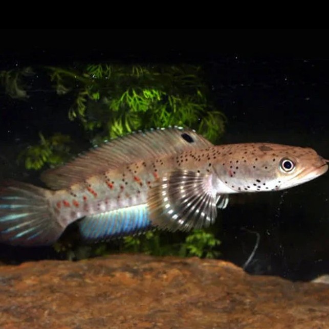 IKAN HIAS CHANNA BLUE PULCHRA SNAKEHEAD UKURAN -+ 10 CM
