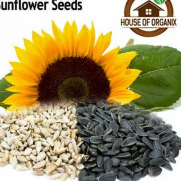 

➢ Sunflower Seeds (Biji Bunga Matahari) atau kuaci 1000 Gr ➴