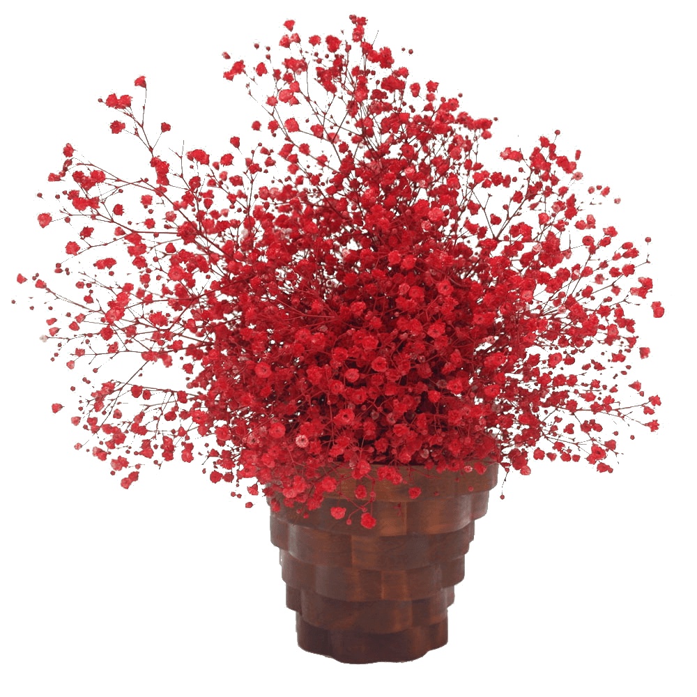 Benih Bibit Biji - Red Baby's Breath Merah Gypsophila Elegans Flower Seeds - IMPORT