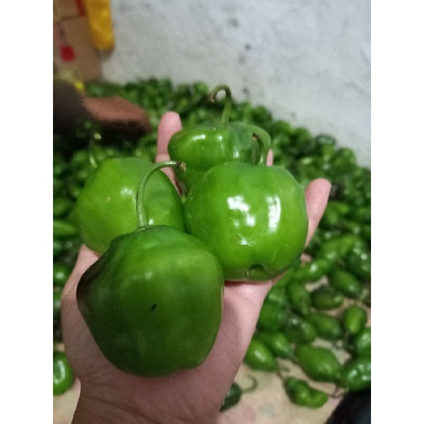 

cabe gendot fresh bandung murah 1kg