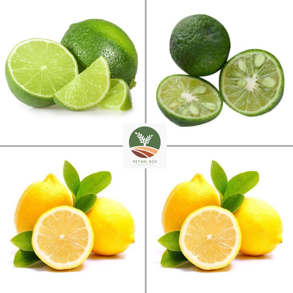 

Jeruk Nipis / Jeruk Lemon / Jeruk Limo Limau Sayuran Segar Kota Bandung Petani Box