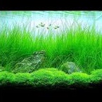 Tanaman Karpet Aquascape Hairgrass