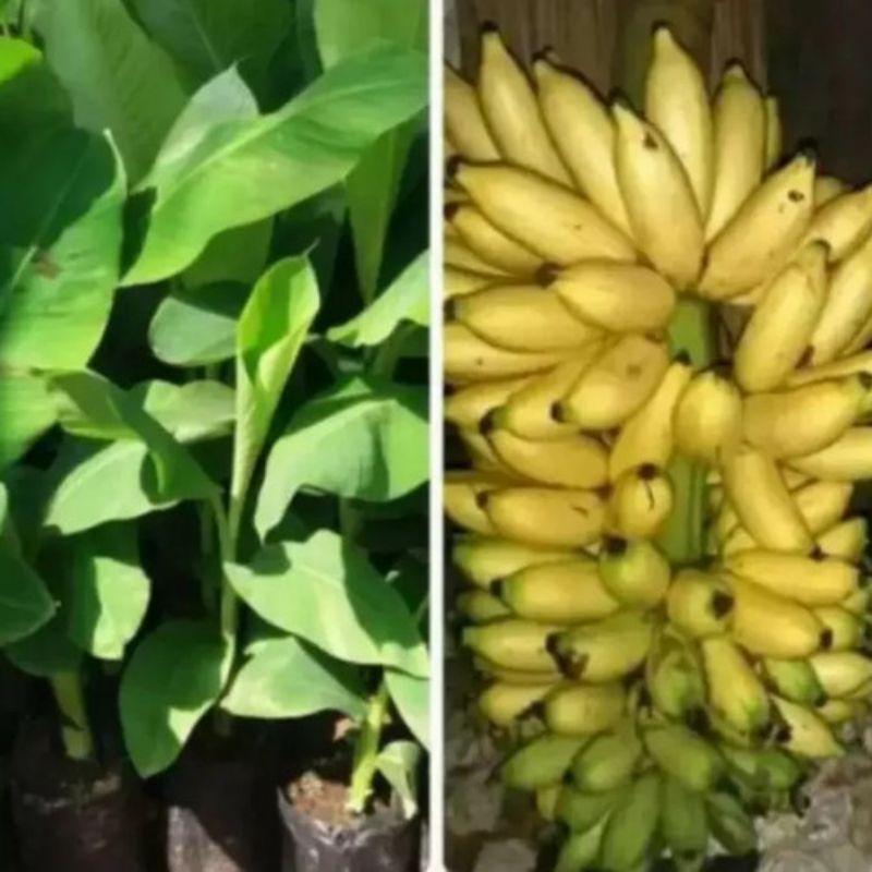 Bibit pohon pisang uli-bibit pisang jenis uli