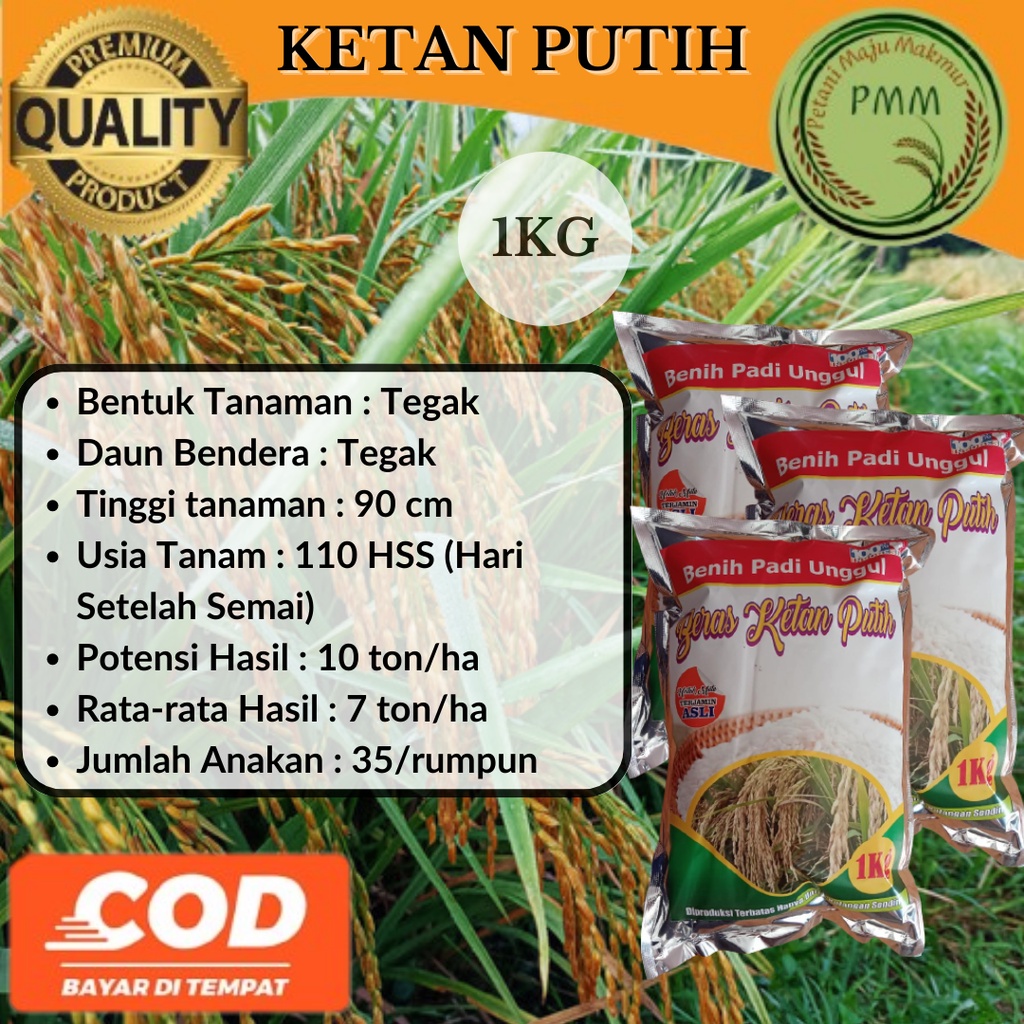 Biji Padi Unggul Ketan Putih 1Kg Ketan Grendel