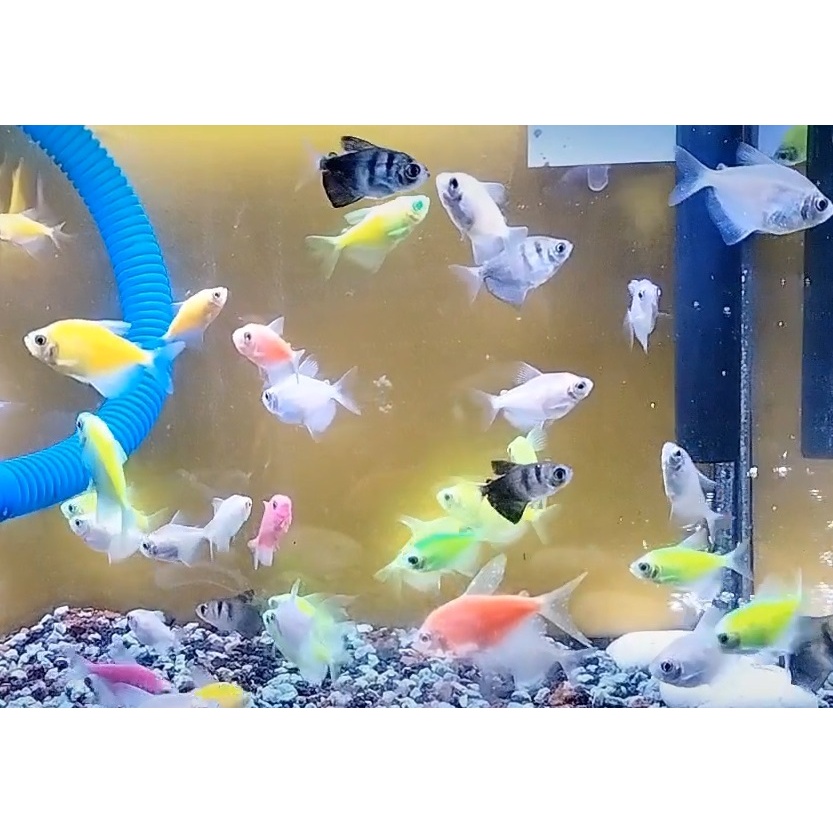 Terlengkap Glow in the dark perlengkapan aquarium bisa pilih warna lengkap ukuran M