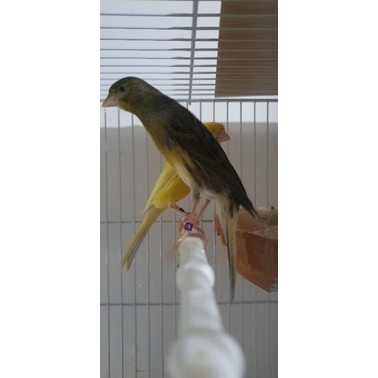 betina sf foi 21 no.ring 12