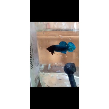 cupang adu Line sakai