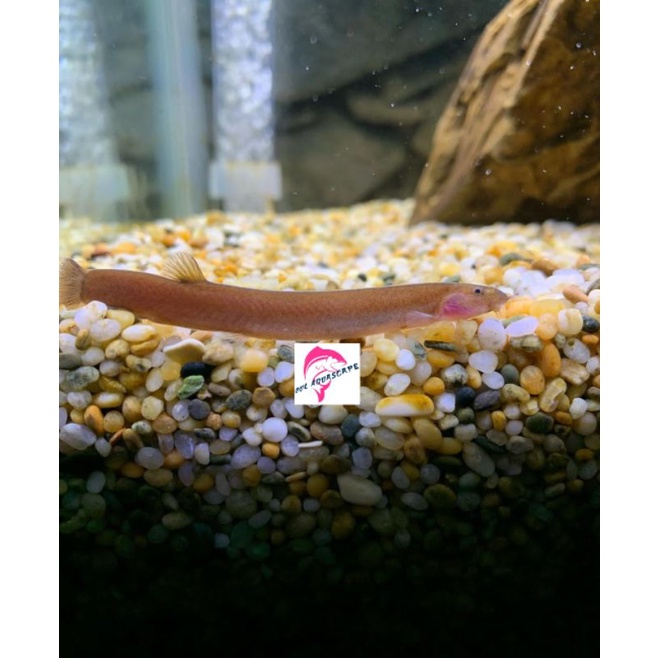 Hiasan aquarium / ikan hias chuli loat black / ikan pemakan alga / lumut / sisa makanan