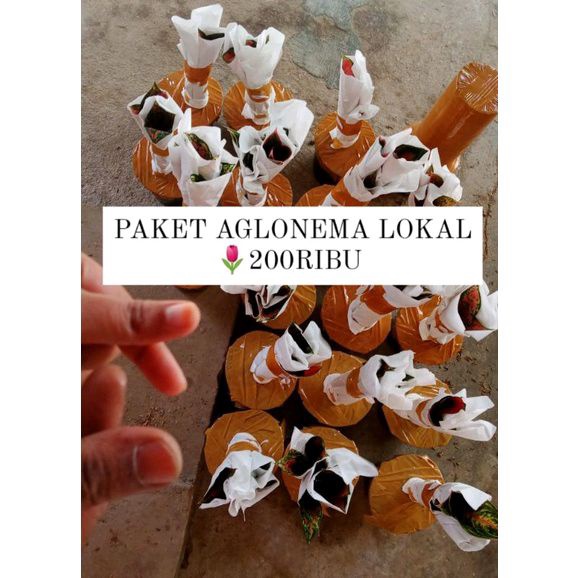 paket mletre bangett