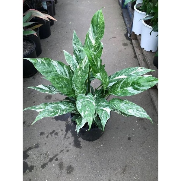 TANAMAN HIAS PEACE LILY VARIEGATA - TANAMAN HIAS SPATUFILUM VARIGATA