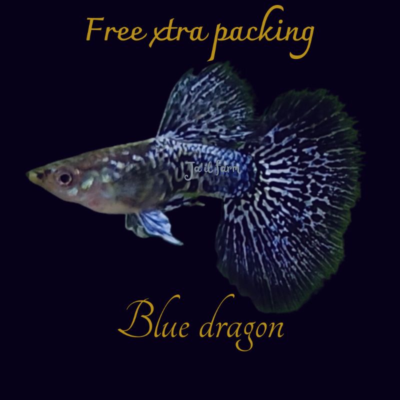

FREE XTRA PACKING - BLUE DR4GON