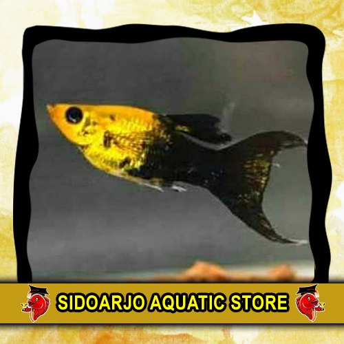 MINIMAL BELI 3 BOLEH BERVARIASI ITEM HIASAN AQUARIUM MOLLY / PLATY GOLDEN BLACK CAWANG / GOLDEN BLAC