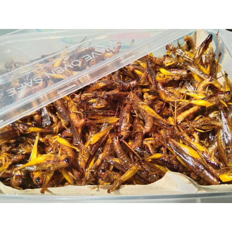 

belalang goreng