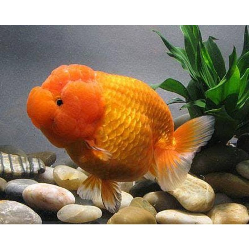 Hiasan tanaman ranchu rw 8-11 cm bergaransi