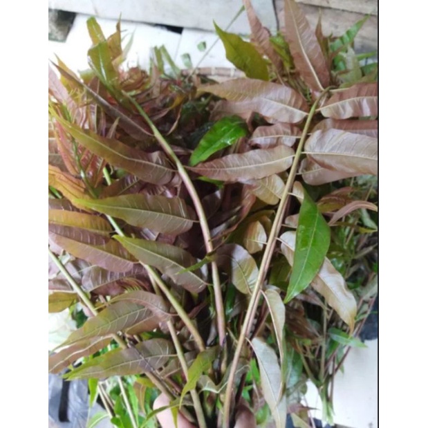 

promo 1kg daun suren daun herbal alami readystok siap kirim di petik saat di order