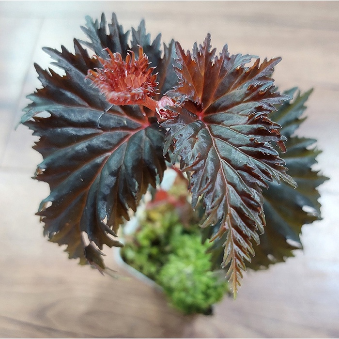 Begonia Sp. Miri
