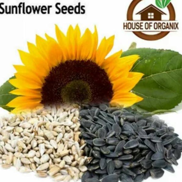

☏ Sunflower Seeds (Biji Bunga Matahari) atau kuaci 1000 Gr Ω