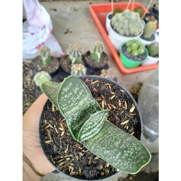 gasteria