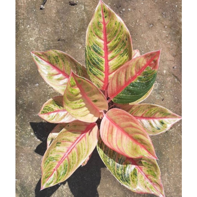 Aglonema Veronica golden mutasi-Anakan samping Aglonema veronica